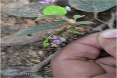 Desmodium gangeticum